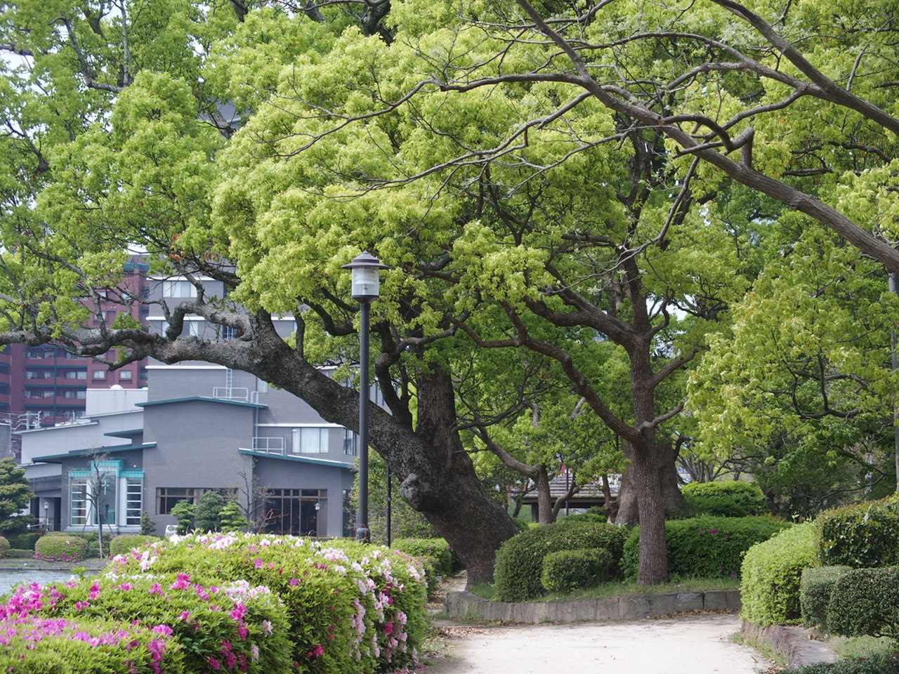 佐賀城の木