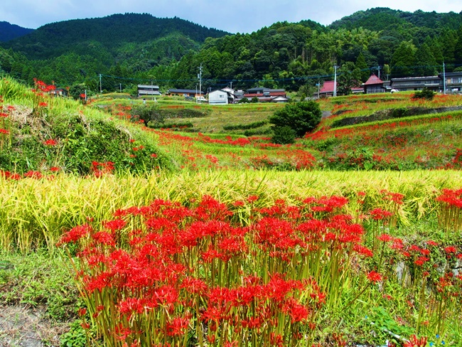 「江里山の棚田」佐賀小城市にある集落の棚田と彼岸花が綺麗でした